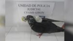 ¡Los delincuentes ponen a delinquir hasta a las palomas! Ave volaba con elementos prohibidos rumbo a cárcel en Santander