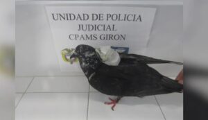 ¡Los delincuentes ponen a delinquir hasta a las palomas! Ave volaba con elementos prohibidos rumbo a cárcel en Santander