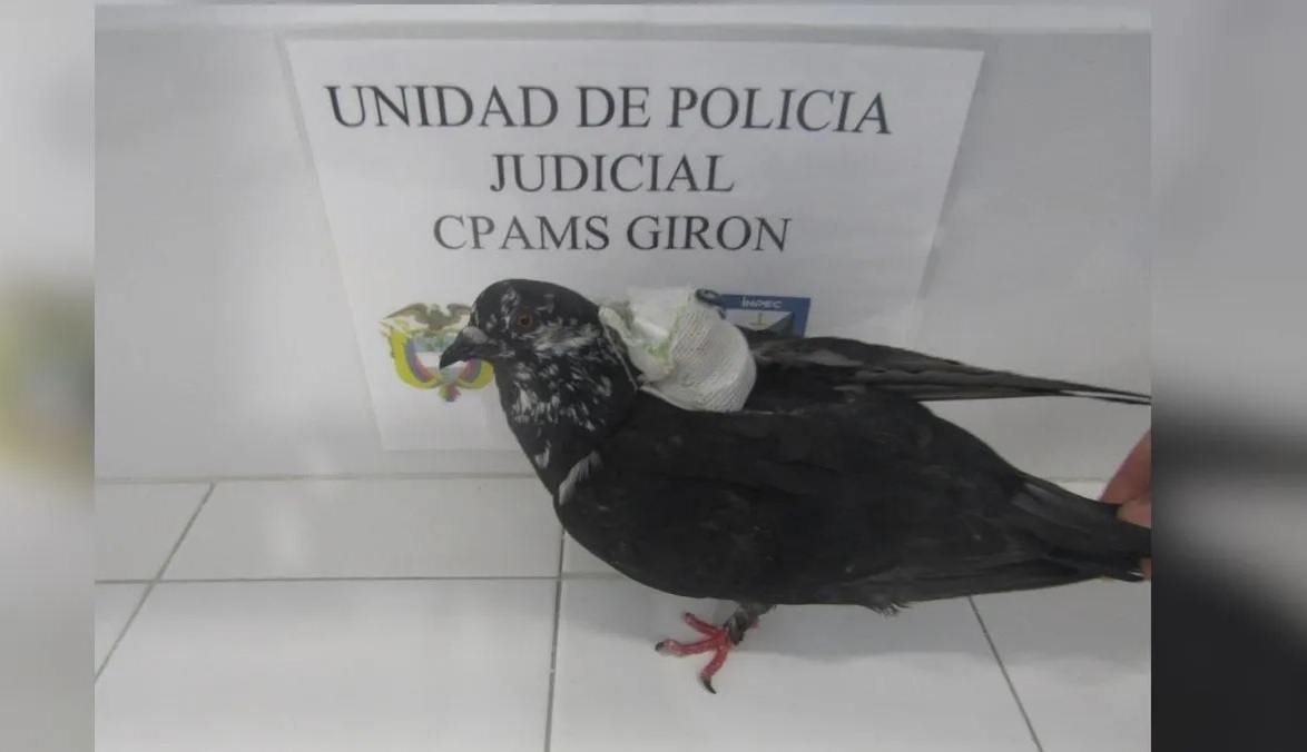 ¡Los delincuentes ponen a delinquir hasta a las palomas! Ave volaba con elementos prohibidos rumbo a cárcel en Santander