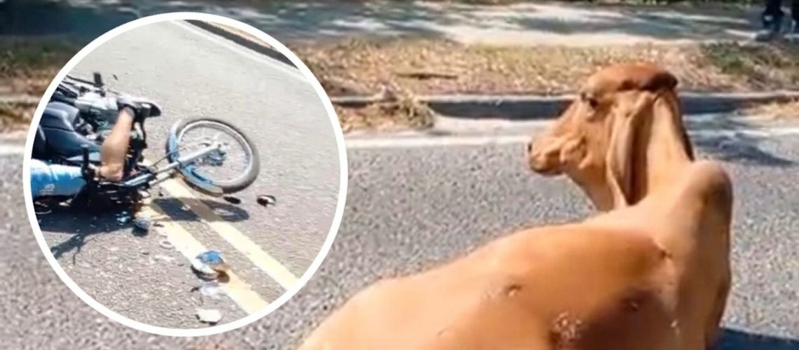 Accidente vaca Santo Tomás (1)