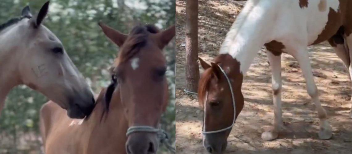 Adopción de equinos Barranquilla