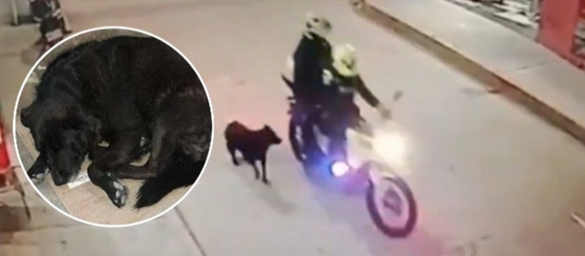 Agresión perrita Bogotá