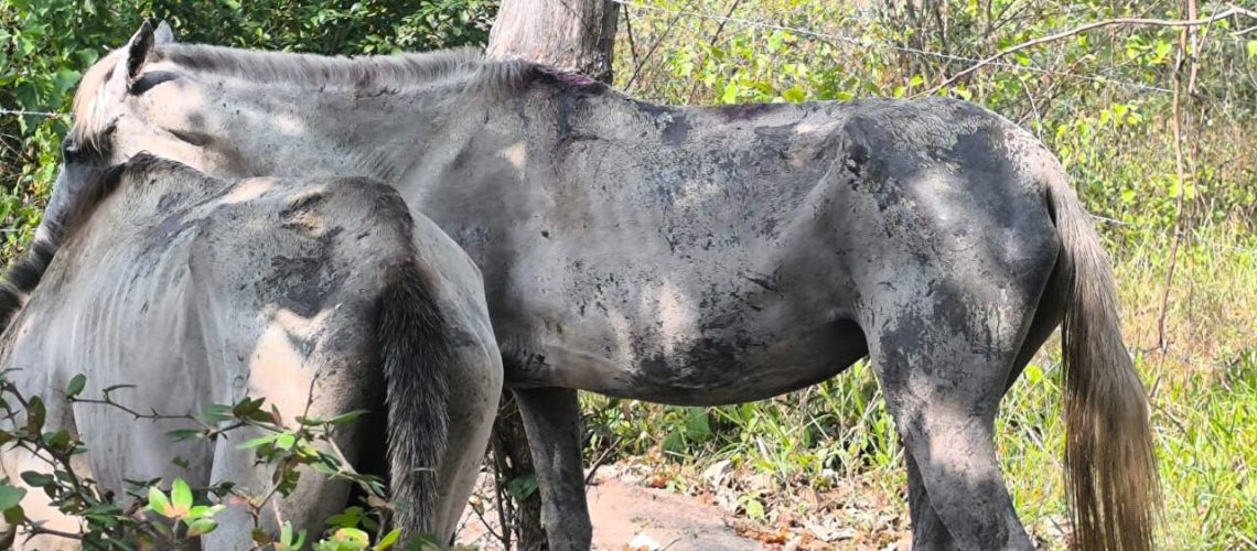 Animales maltratados Atlántico (6)