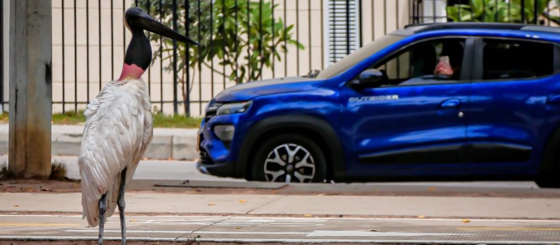 Avistamiento ave Alameda del Río (2)