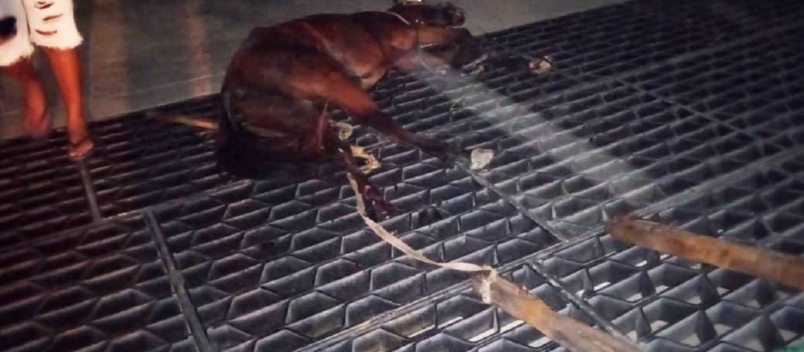 Caballo-La-Cordialidad-3