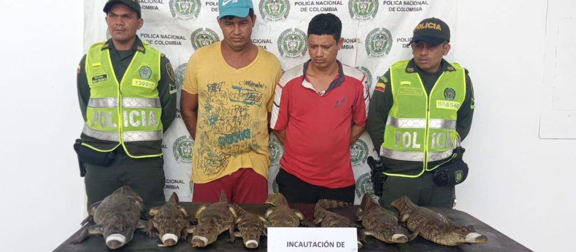 Capturados con ochos babillas