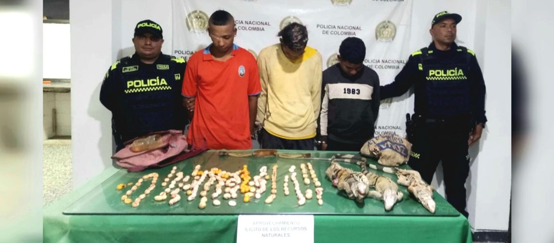 Capturados huevos de iguana Manatí (3)