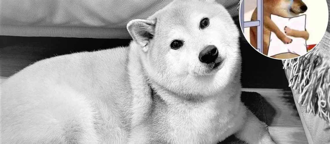 Cheems perrito de los memes murió 1