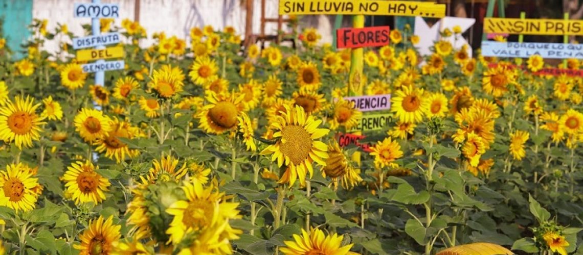 Cultivo de girasoles Puerto Colombia (1)