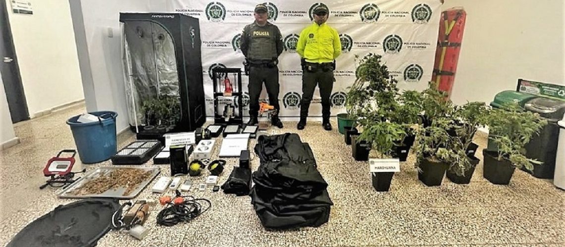 Cultivo de marihuana en Campo Alegre SUBIR