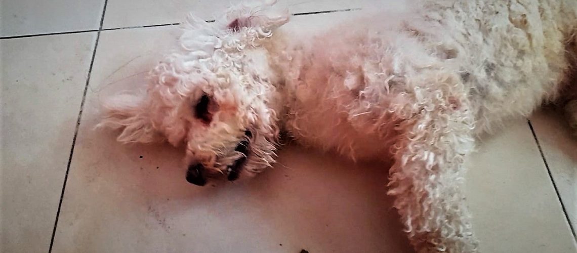 Denuncia maltrato animal contra french poodle