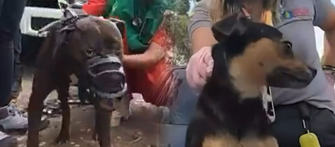 Denuncia pelea internacional de perros (1)