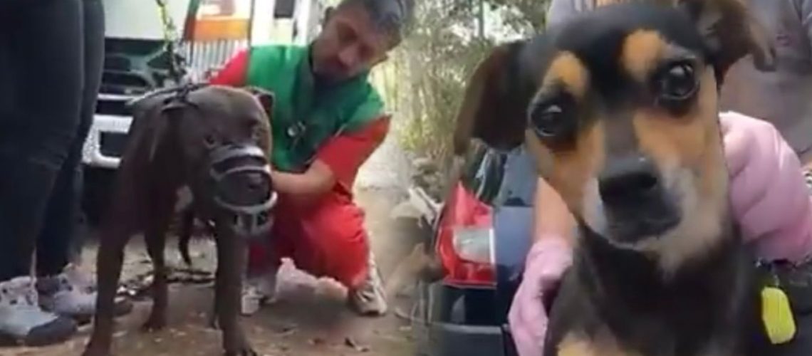 Descubren pelea internacional de perros