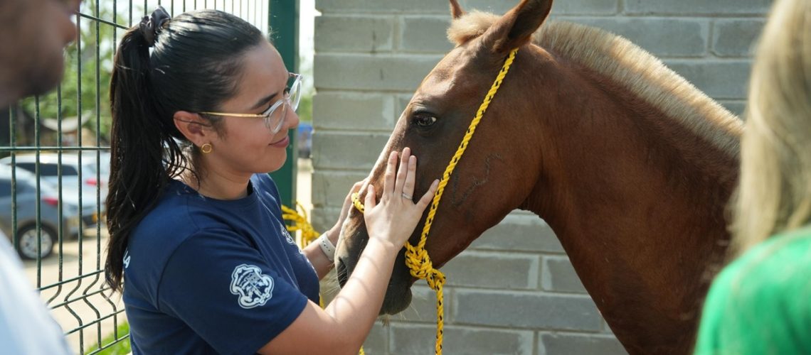Entrega de adopción equinos (3)