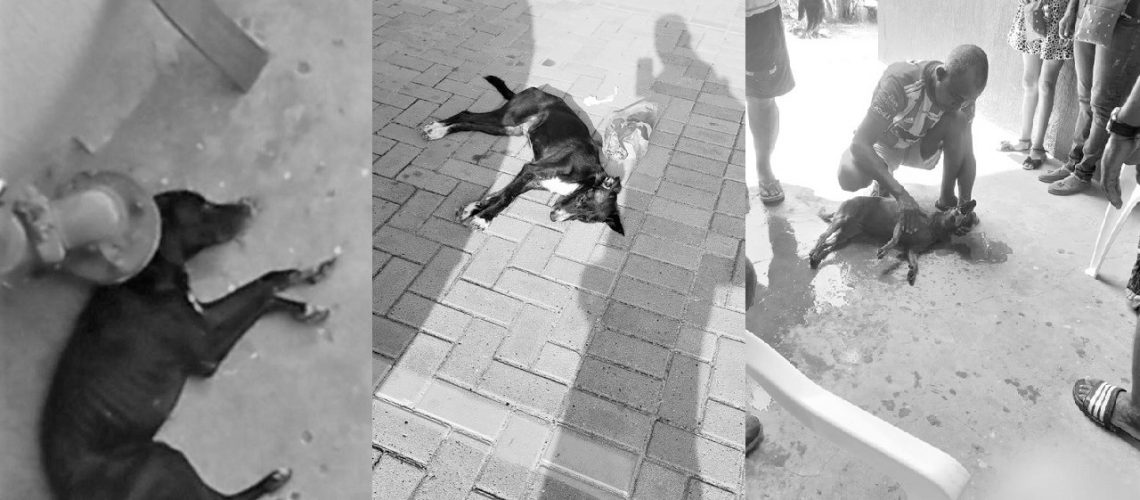 Envenenamiento animales Caribe Verde (1)