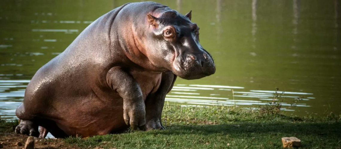Eutanasia a hipópotamos descendientes de los de Pablo Escobar