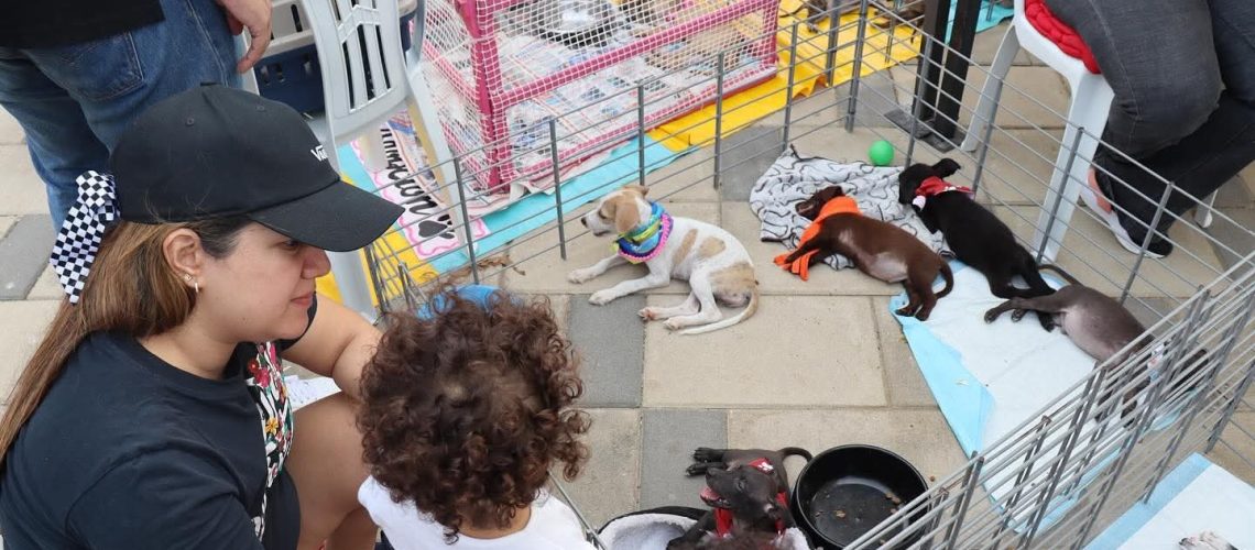 Feria Petlovers Malecón (4)