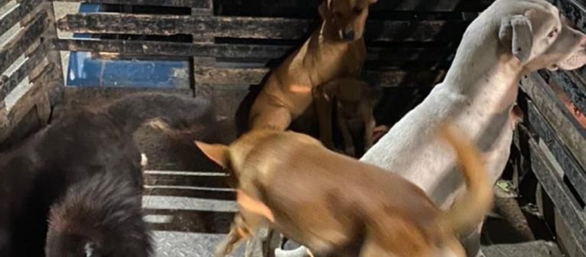 Foto caninos