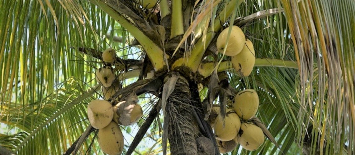 Foto referencia palmera