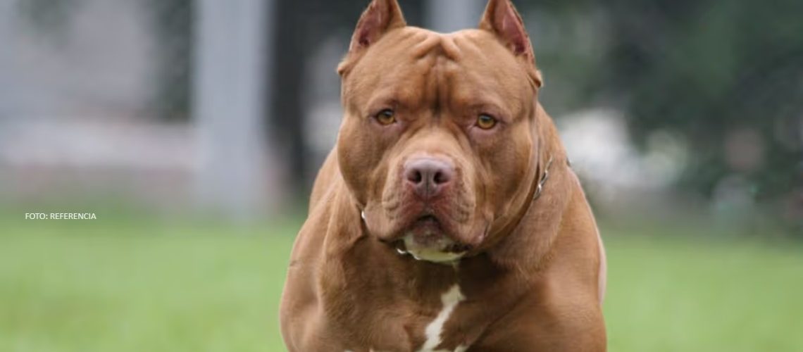 Foto referencia pitbull