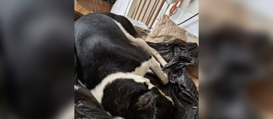 Hombre habría matado perro con descargas eléctrica