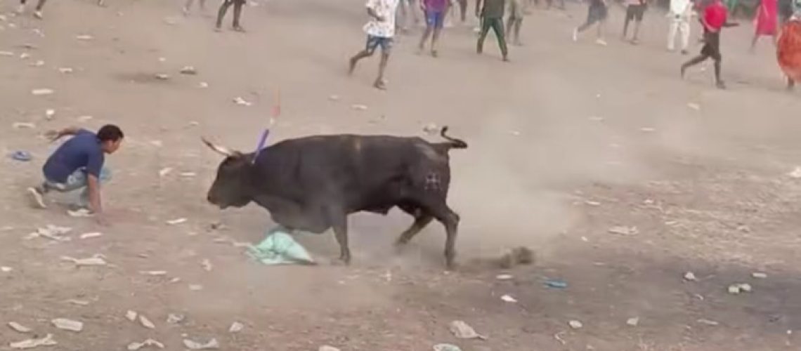 Hombre muerto por enbestida de toro Puerto Giraldo