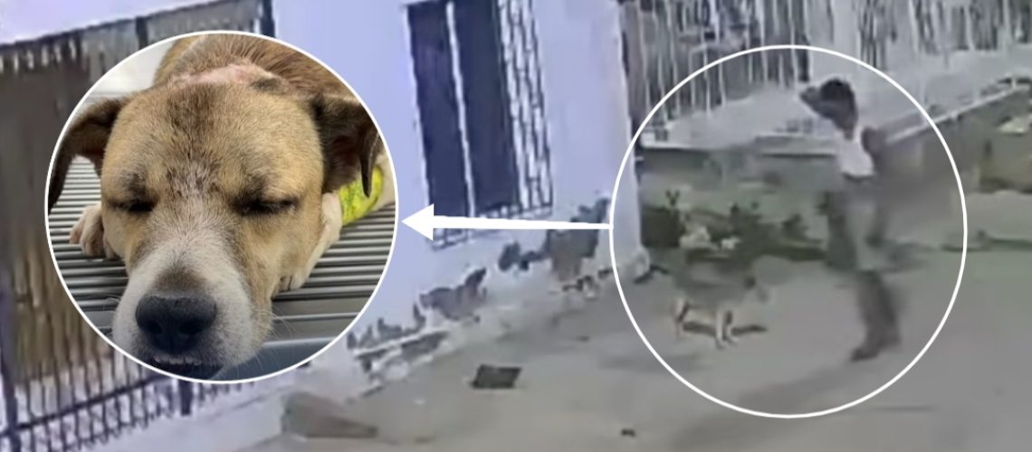 Caso maltrato animal Cartagena