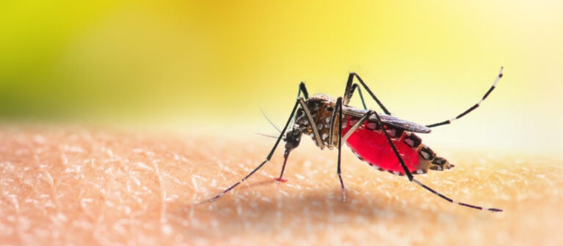 Aedes mosquitoe is sucking blood on human skin.