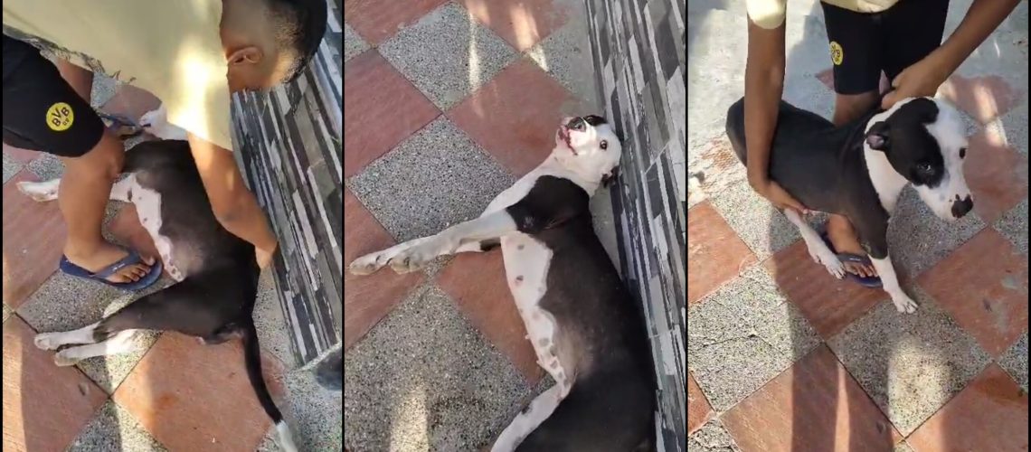 Caso maltrato a perrita en Los Cedros, Soledad