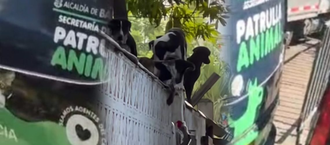 Rescate perros en el norte de Barranquilla