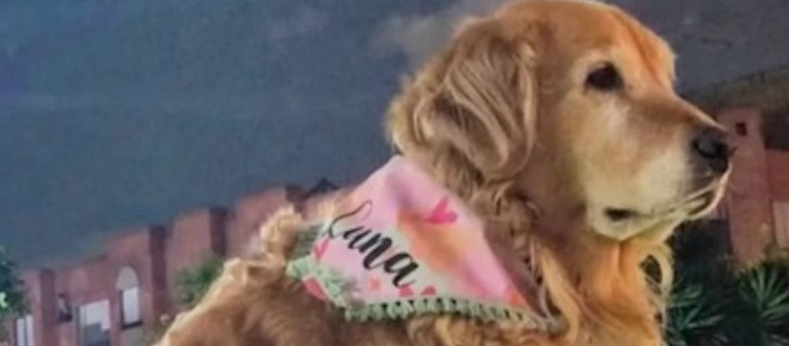 Judicializan hombre agresión perrita