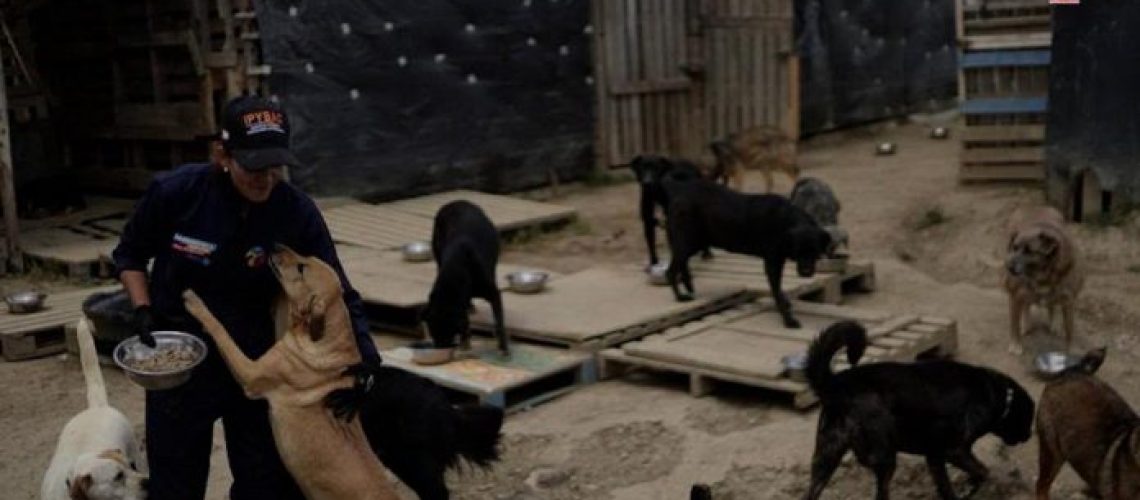 Judicializan mujer maltrato animal Cundinamarca
