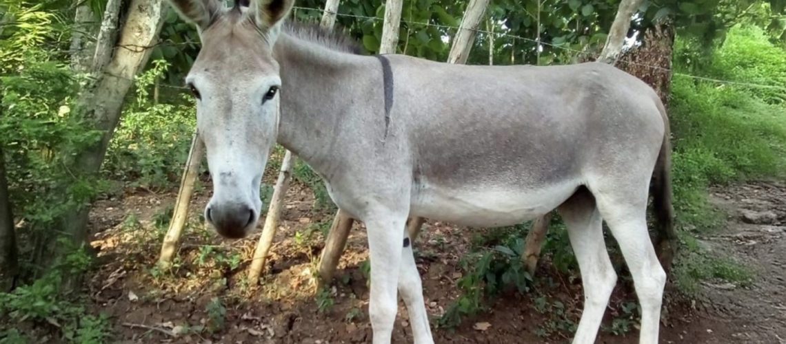 Ley contra la zoofilia en Colombia