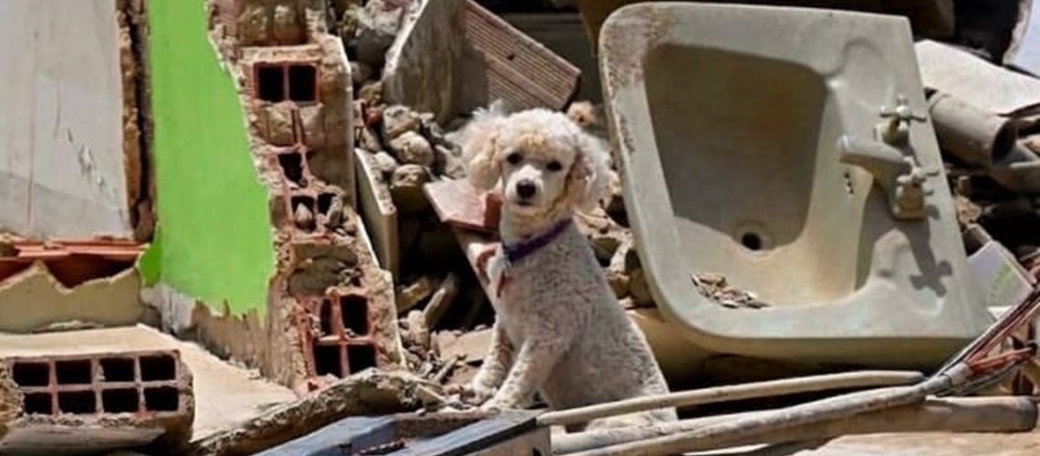 Mascotas rescatadas tras terremoto