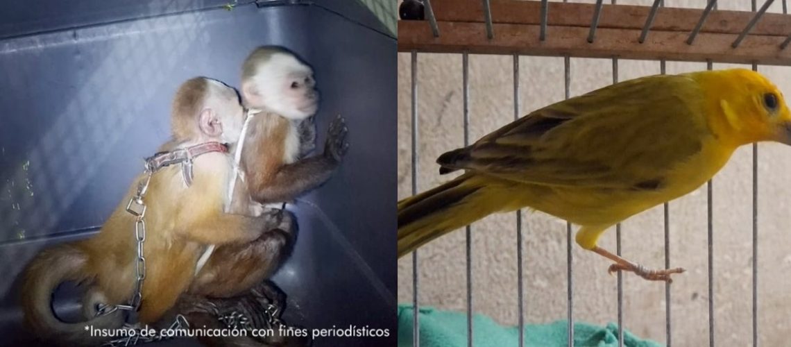 Monos y canario cautiverio Antioquia 2