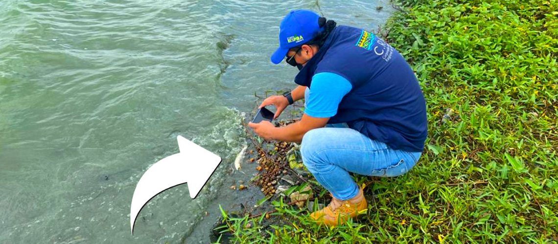Mortandad peces Cienaga Luruaco1