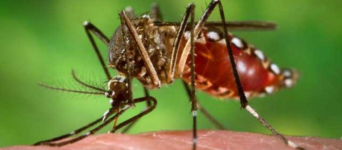 Mosquito del dengue