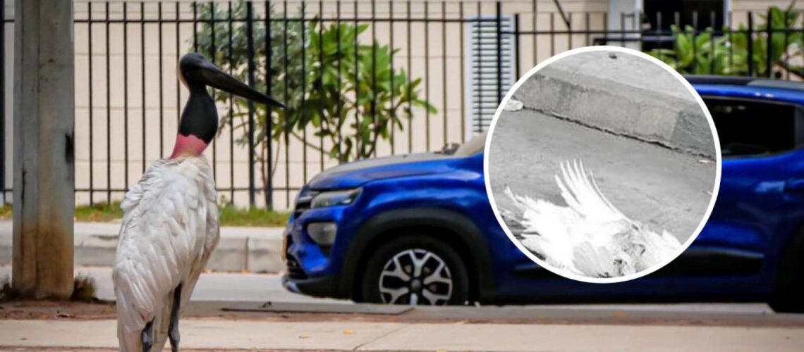 Muerte jabirú Barranquilla