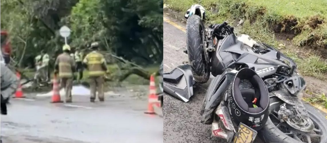 Muerte joven árbol Bogotá 2