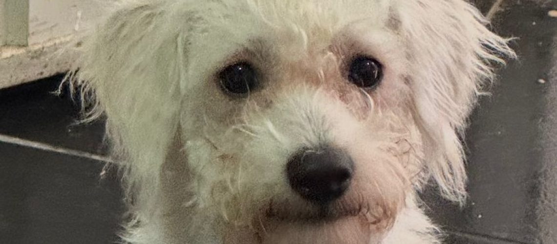 Muerte perrito Lombi Santa Marta (2)