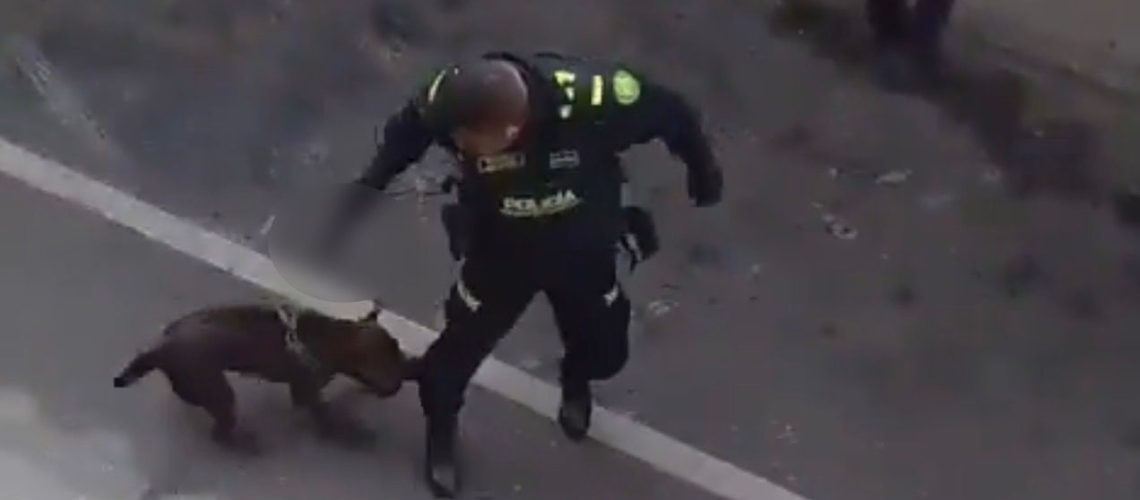 Muerte perro Rionegro Antioquia
