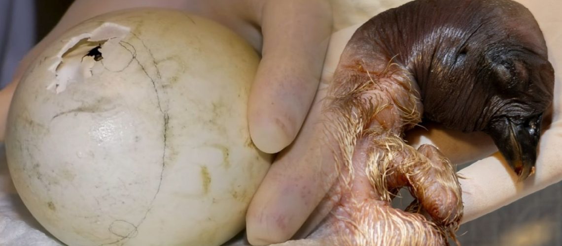 Nace hembra de cóndor de los Andes (3)