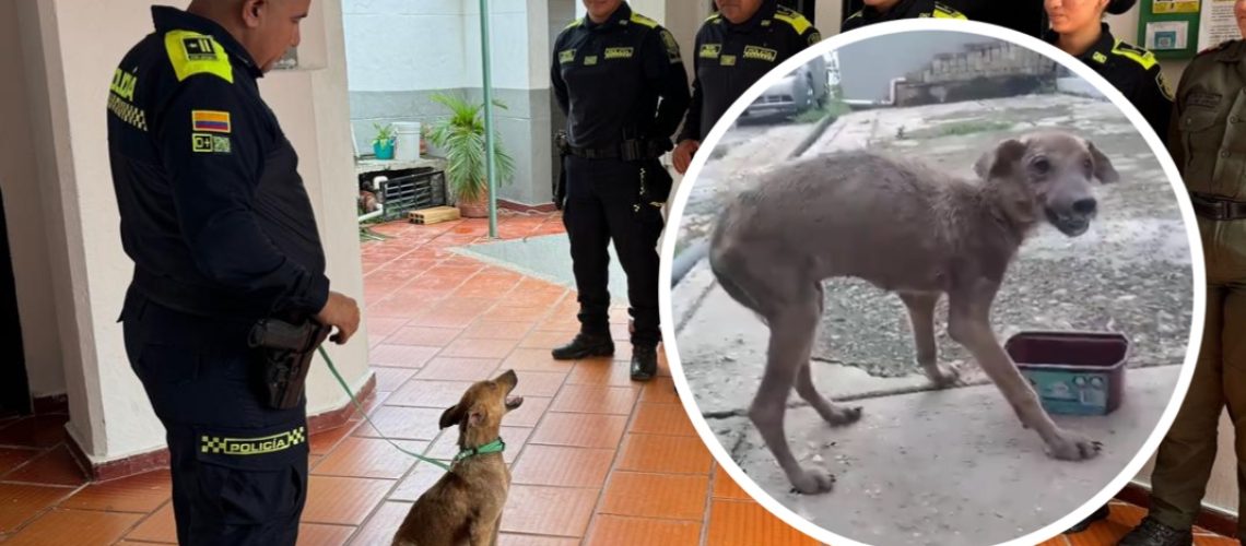 Perrita callejera estación Policía San Jacinto Bolívar