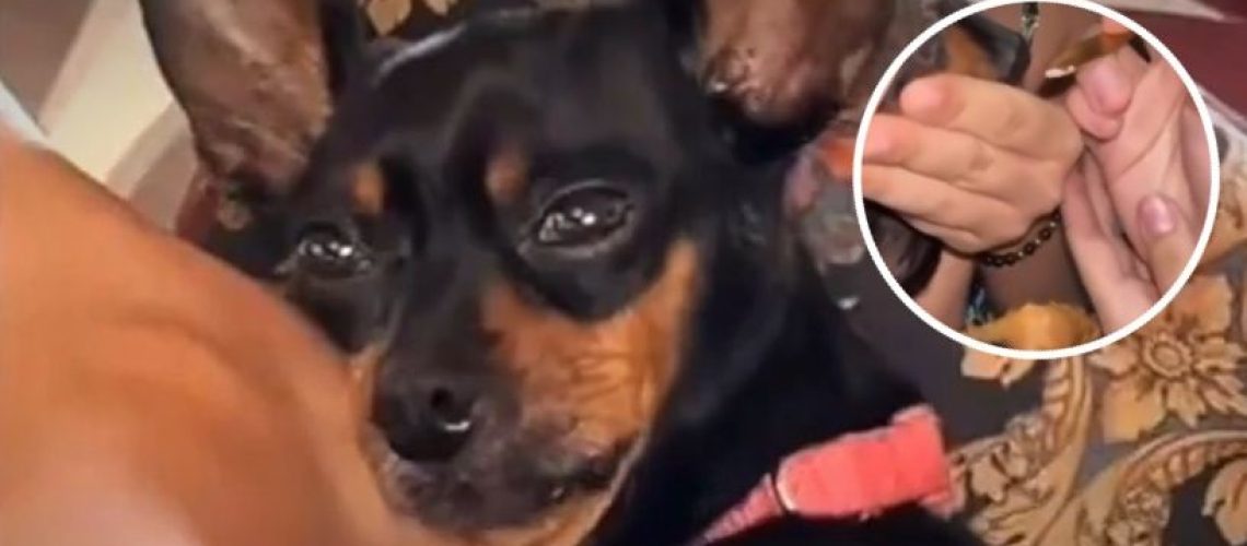 Perrita obligada a consumir drogas Bucaramanga
