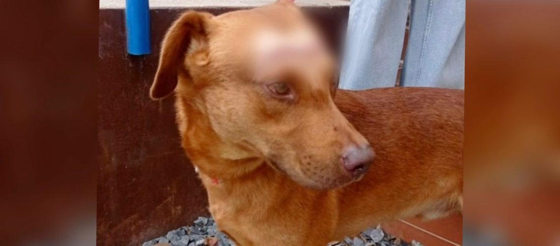 Perrito agredido Medellín