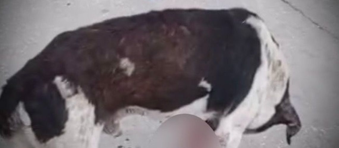 Perrito herido Los Ángeles I