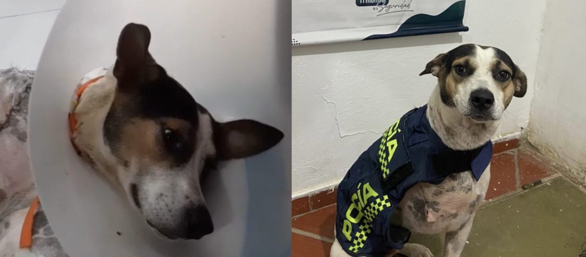 Perrito rescatado Bolívar (1)