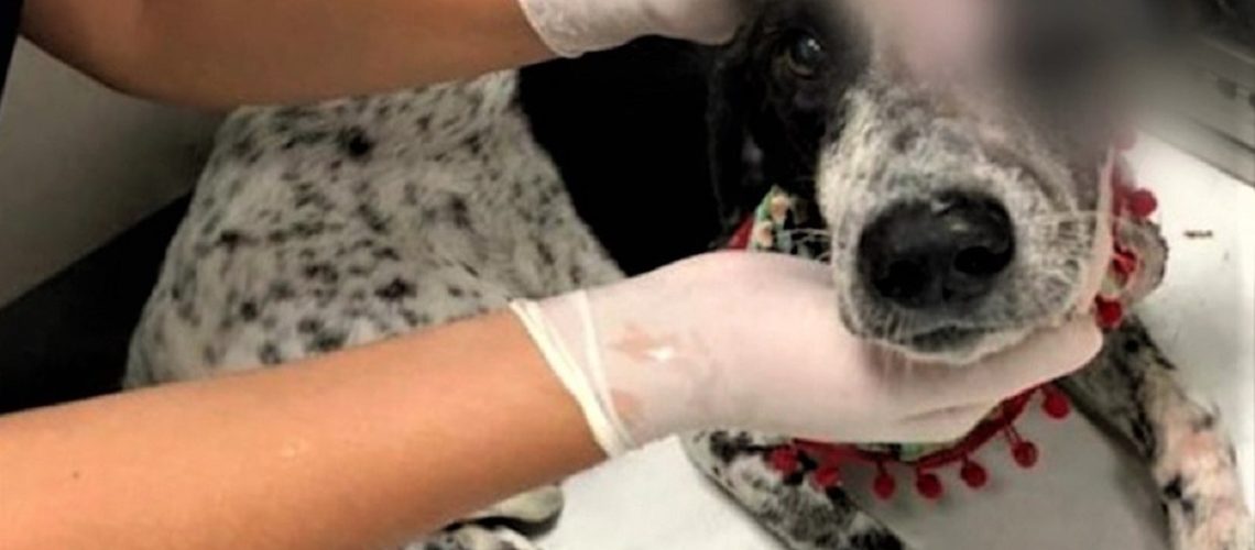 Perro agredido Sucre DESTACADA