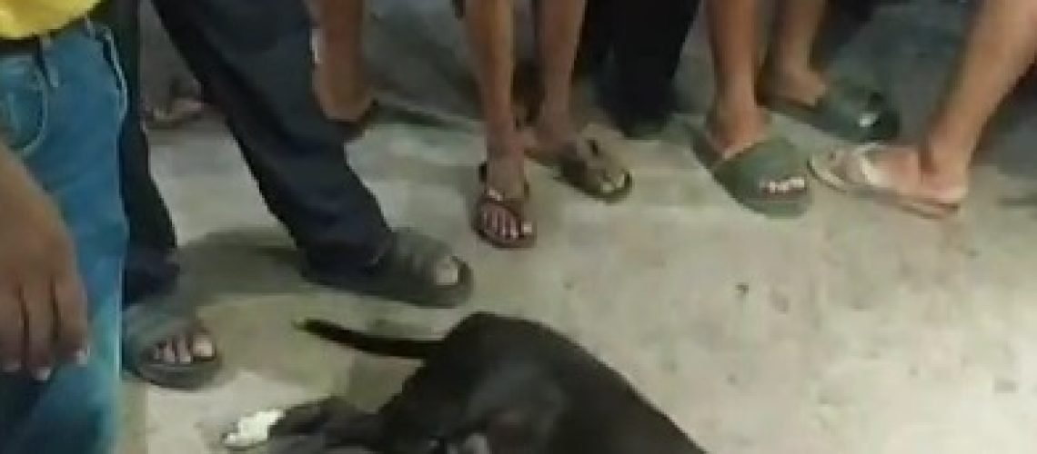 Perro atacó dueño Villanueva La Guajira1