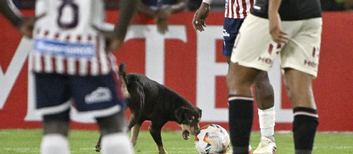 Perro en partido Junior vs Universitario